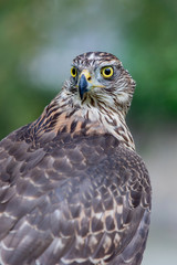 Wild goshawk