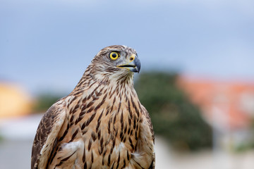 Wild goshawk
