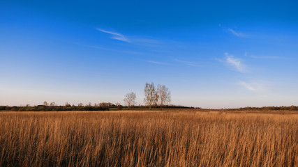three birches in a field with dry grass in autumn