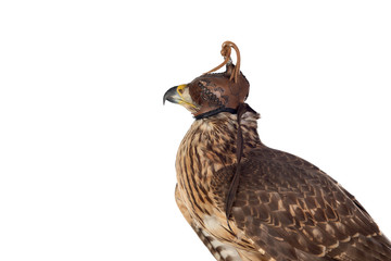 Azor wearing a falconer's mask