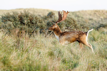 Fototapeta premium Fallow deer in the autumn in the dune area near Amsterdam in the Netherlands