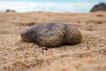 A close-up of an interesting, large fossil coral rock lying on a beautiful, tranquil, sandy beach. It's a sunny, summer day and there are lots of tiny stones covering the beach. 