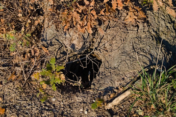 Tana scavata nella terra