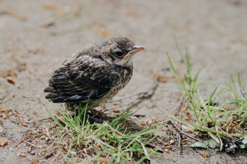 little cuckoo chick in the forest in nature