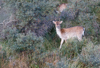 Naklejka na ściany i meble Fallow deer in the autumn in the dune area near Amsterdam in the Netherlands