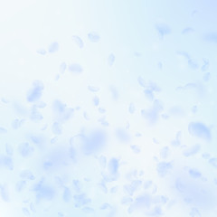 Light blue flower petals falling down. Ecstatic ro