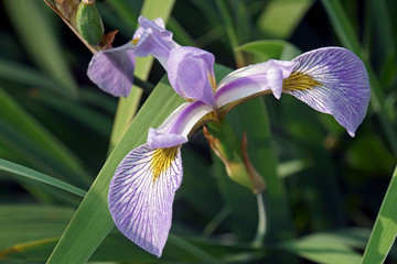 Virginia Iris (Iris virginica)