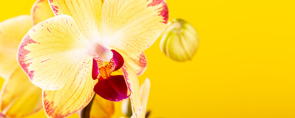 Most commonly grown house plants. Close up of orchid flower yellow bloom. Phalaenopsis orchid. Botany concept with copy space. Banner.