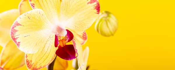 Foto op Aluminium Meest gekweekte kamerplanten. Close up van orchidee bloem gele bloei. Phalaenopsis orchidee. Plantkunde concept met kopie ruimte. Banier. © Iryna Melnyk
