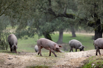 Fototapeta premium Iberian pigs grazing