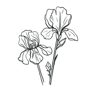 Beautiful iris flower isolated on white. Vector botanical linear sketch.