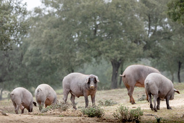 Obraz premium Iberian pigs grazing