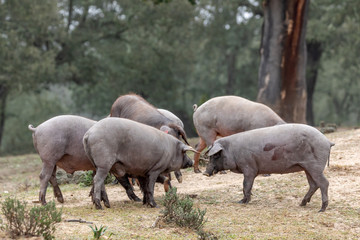 Iberian pigs grazing