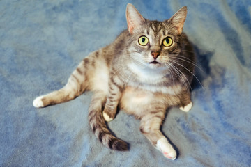 The cat is sitting like a man in a strange comical pose and looking at the camera. Funny cat is...