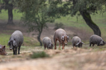 Iberian pigs grazing