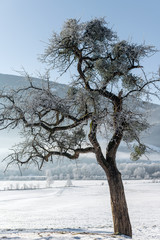 Mistelbewachsener winterkahler Laubbaum mit gefrorenem Rauhreif auf einer Weide am frühen Morgen,...