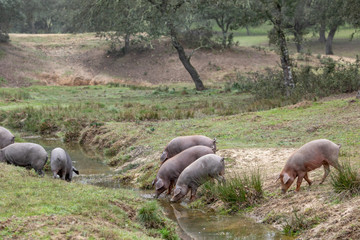 Iberian pigs grazing