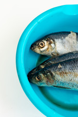 Frozen herring in a blue basin on a white background. Nearby are rubber gloves