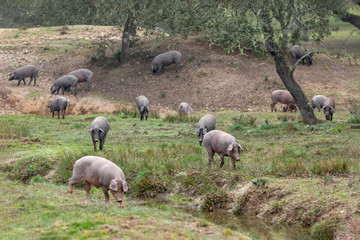 Obraz na płótnie Canvas Iberian pigs grazing