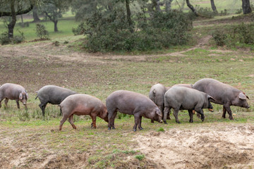 Obraz premium Iberian pigs grazing