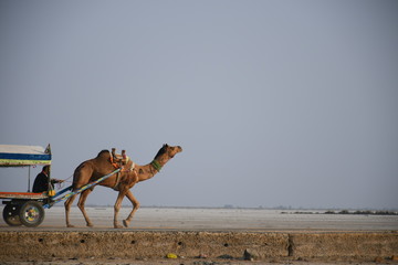 Camel Cart In White dessert Dhordo, Gujarat, India