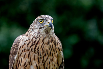 Wild goshawk