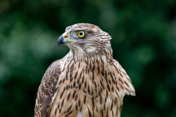 Wild goshawk