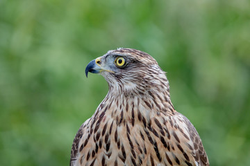 Wild goshawk