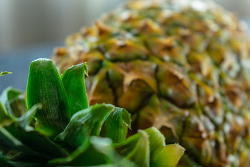 ananas abacaxi folhas