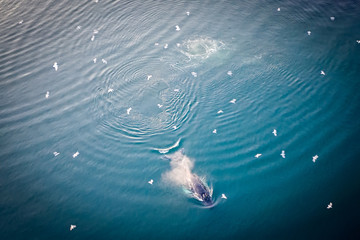 Greenland snow and ice paradise © Jaro