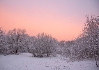 Snow-covered Park on the background of a gentle dawn