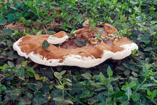 Ganoderma Fungus (Ganoderma sessile)