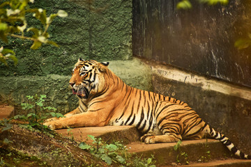 Fototapeta na wymiar royal bengal tiger in zoo