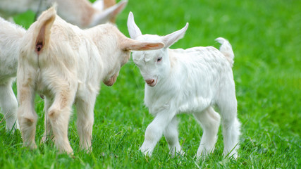Animal background - Cute fighting baby goats on green meadow