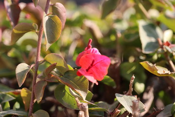 A red pink flower with green brownish leaves