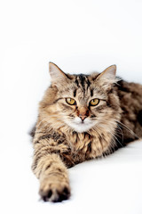 lying cat on a white background