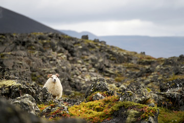 A lamb grazing among the stony northern landscape, volcanic stones covered with moss. Iceland