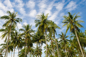 Fototapeta na wymiar Coconut Island palm trees, blue sky nobody