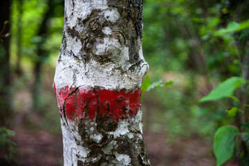 tronco segnato con colore rosso e bianco