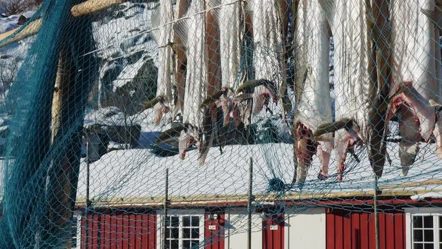 Drying stockfish cod in authentic traditional fishing village with traditional red rorbu houses at the background in winter norwegian Lofoten islands