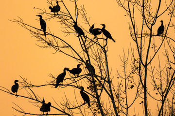 Cormorant on the tree in sunset
