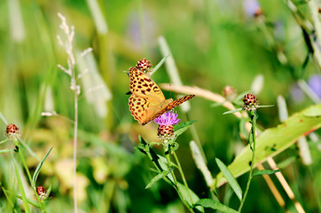 butterfly on clover
