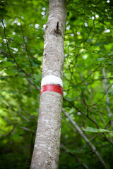 tronco segnato con colore rosso e bianco