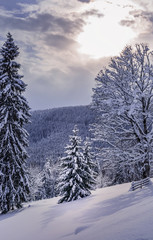 Winter forest landscape with untouched snow