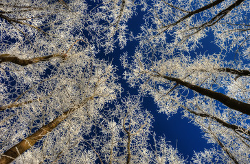 winter forest. crowns of trees against the sky. hoarfrost on tree branches