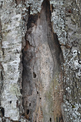 old tree bark texture background