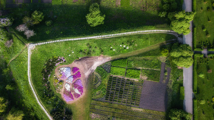 aerial view of green flower bed in the form of a maze. drone shot. natural summer spring background