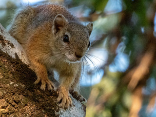 Naklejka na ściany i meble Squirrel in Tree, Limpopo, South Africa