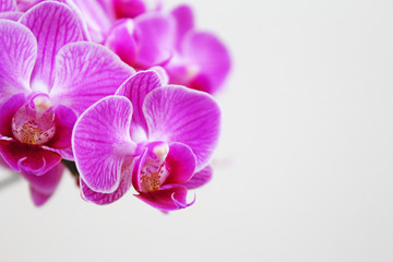 ピンク色の胡蝶蘭