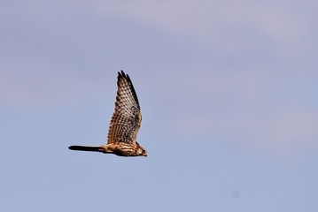 kestrel in flight